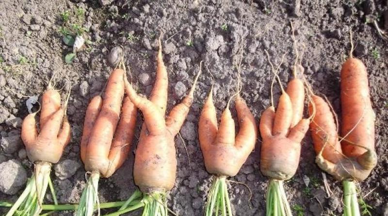 Возможные причины, почему желтеет морковь на грядке и что делать в таком случае